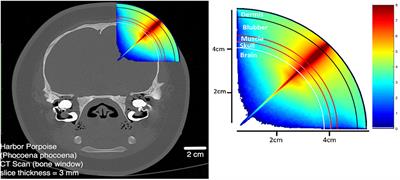 Functional Near-Infrared Spectroscopy and Its Clinical Application in the Field of Neuroscience: Advances and Future Directions